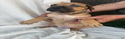 South African Boerboels dogs for sale: South African Boerboels Puppy 5 - Ad 2