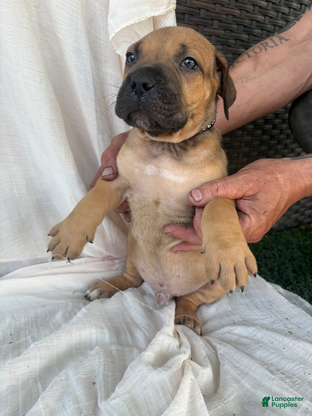 South African Boerboels dogs for sale: South African Boerboels Puppy 5 - Ad 2