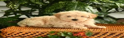 Maltipoo dogs for sale: Patrick - Ad 3