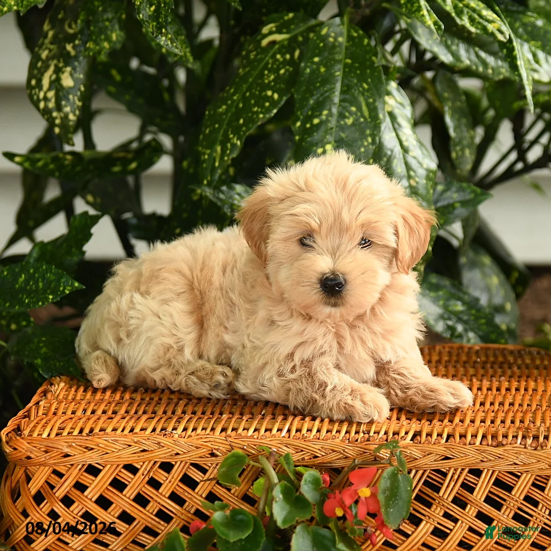 Maltipoo dogs for sale: Patrick - Ad 3