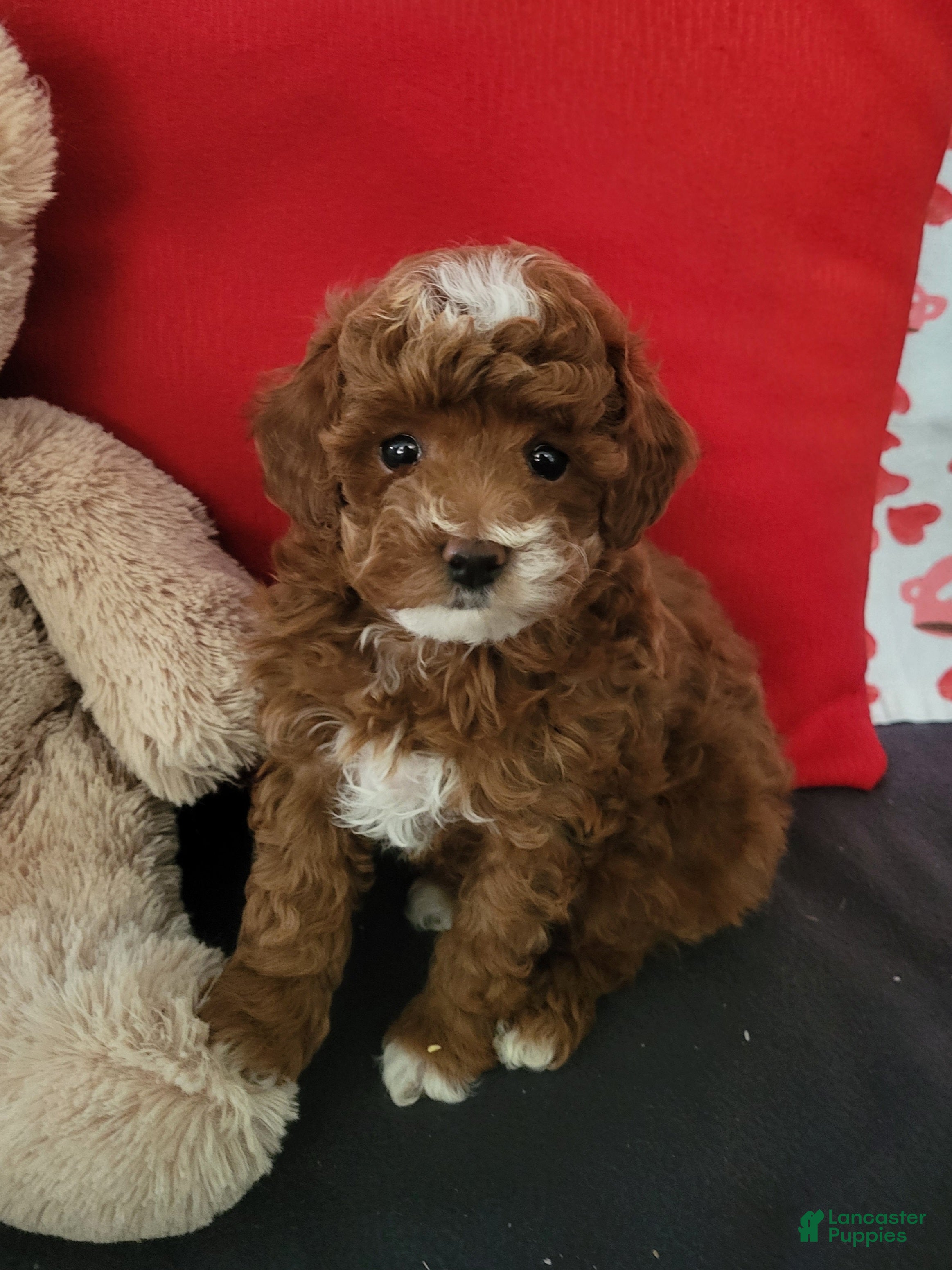 Goldendoodle dogs for sale: Elvin - Ad 1