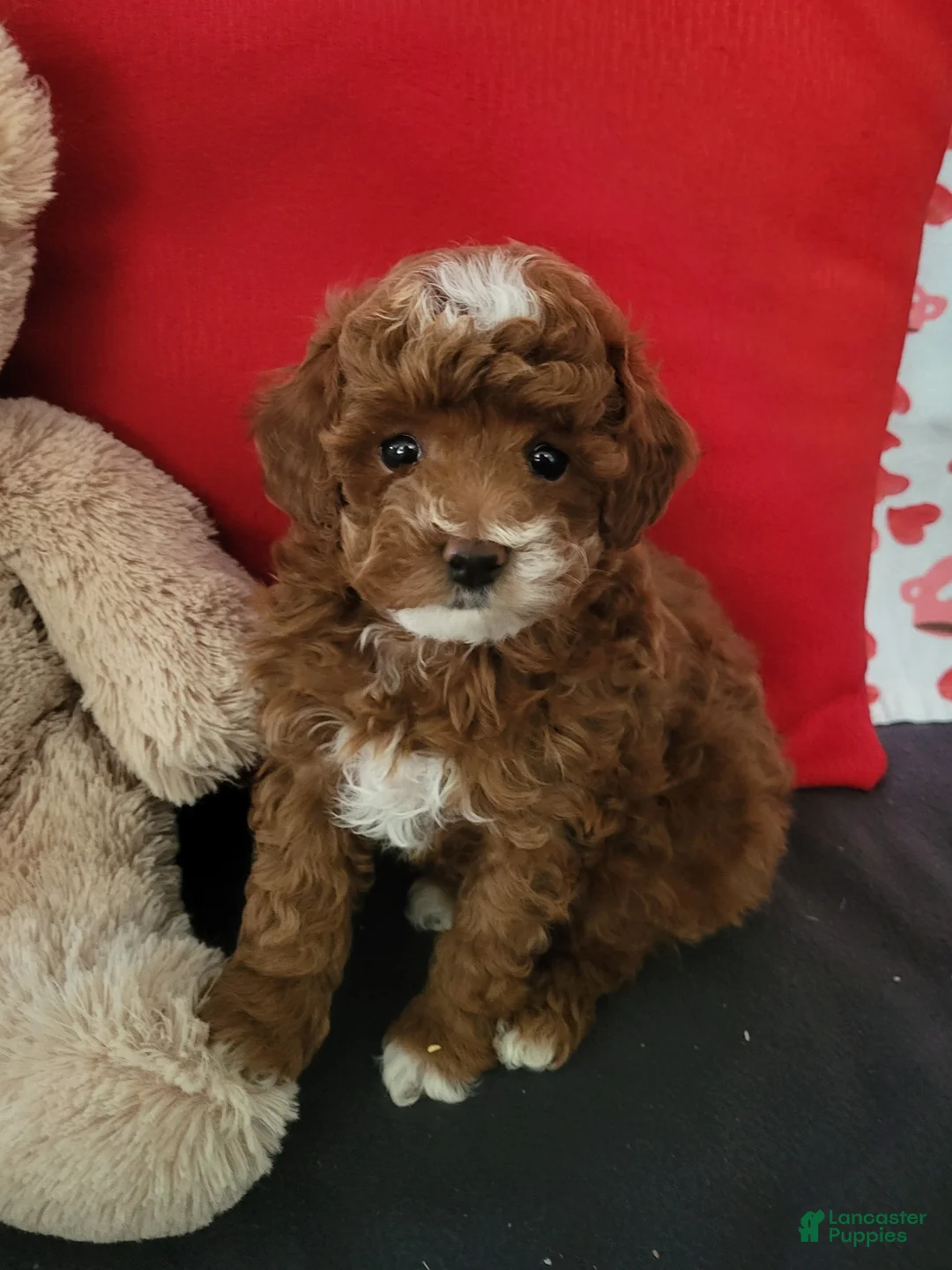Goldendoodle dogs for sale: Elvin - Ad 1