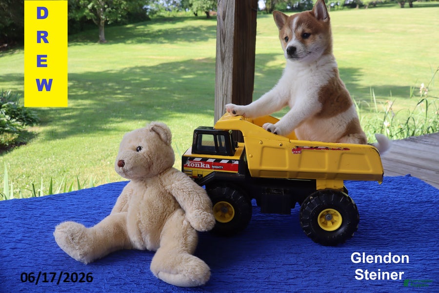 Shiba Inu dogs Drew - Ad 2
