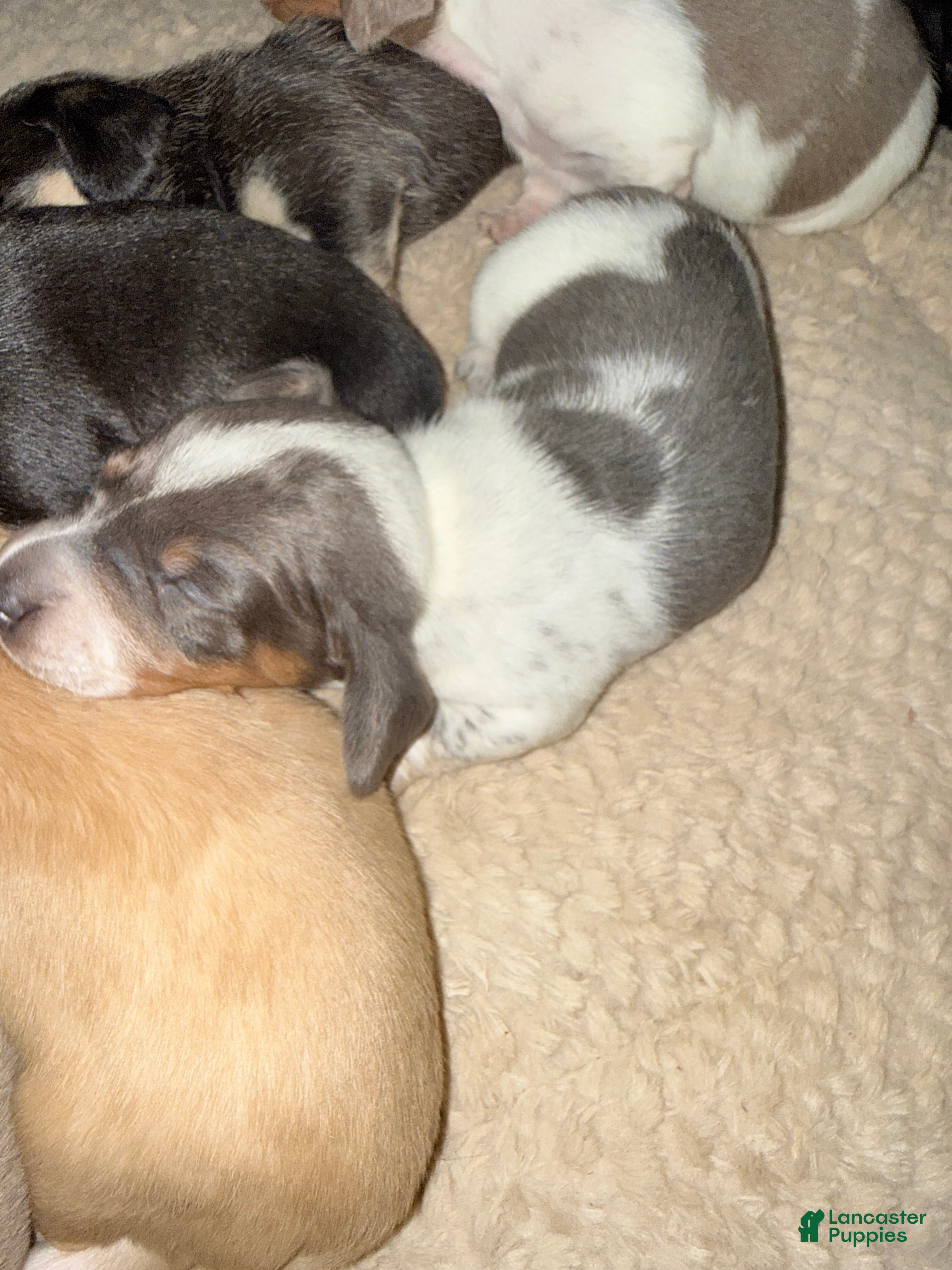 Dachshund dogs Dachshund Puppy 2 - Ad 12