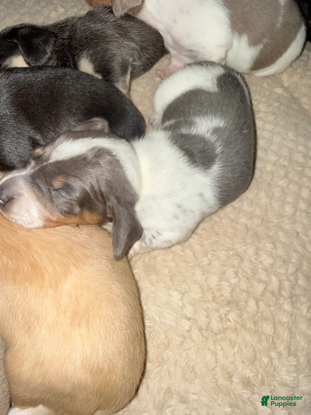 Dachshund dogs for sale: Dachshund Puppy 2 - Ad 1