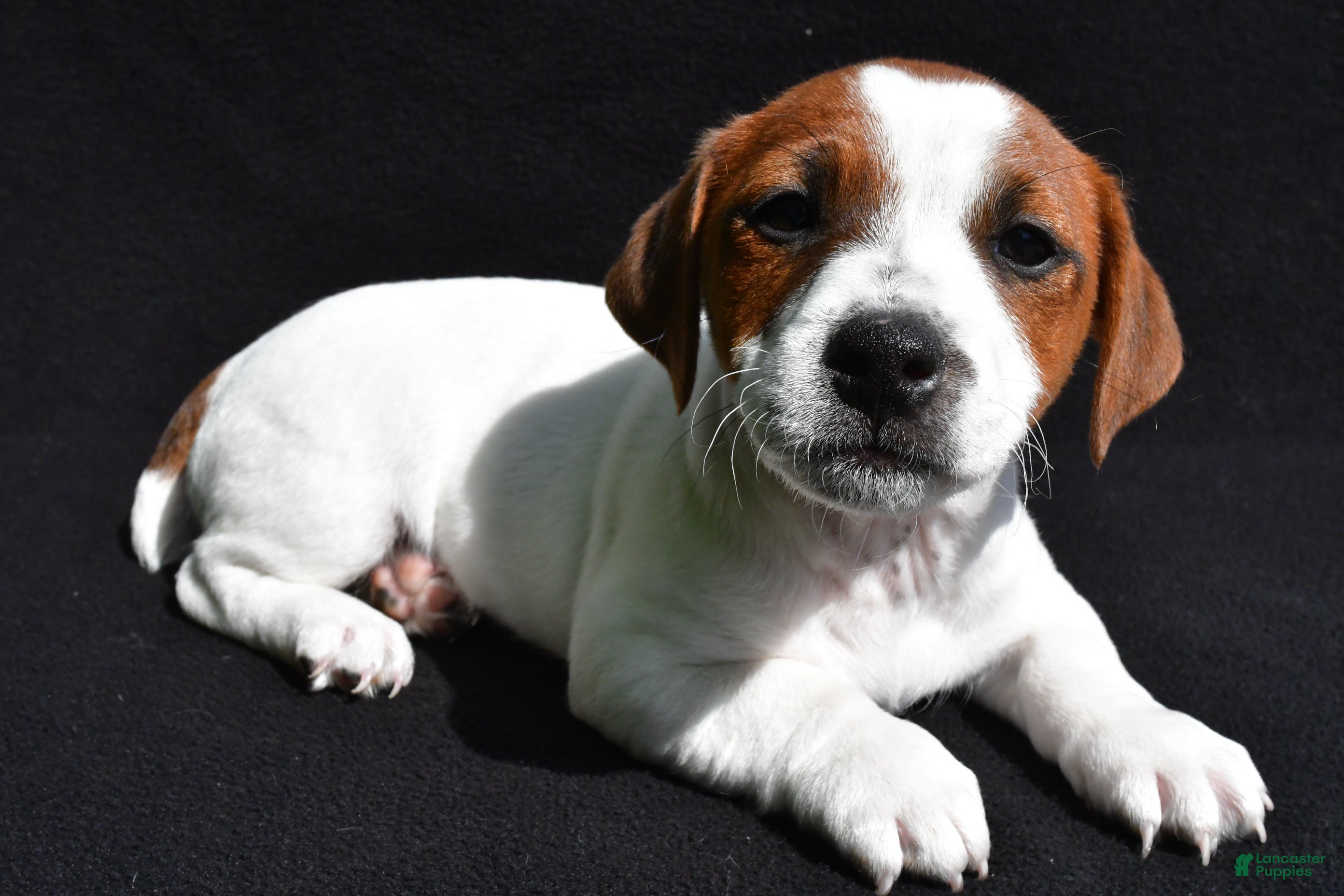 Jack Russell Terrier dogs for sale: Leo - Ad 4