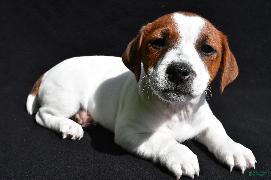 Jack Russell Terrier dogs for sale: Leo - Ad 1