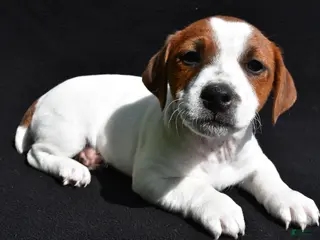 Jack Russell Terrier dogs for sale: Leo - Ad 4