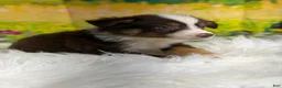 Australian Shepherd dogs for sale: Australian Shepherd Bogo - Ad 8