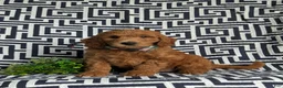 Mini Goldendoodle dogs for sale: Twain Hypoallergenic - Ad 3