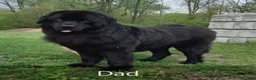 Newfoundland dogs for sale: Barbie - Ad 12