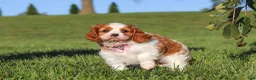 Cavalier King Charles Spaniel dogs for sale: Lila - Ad 6