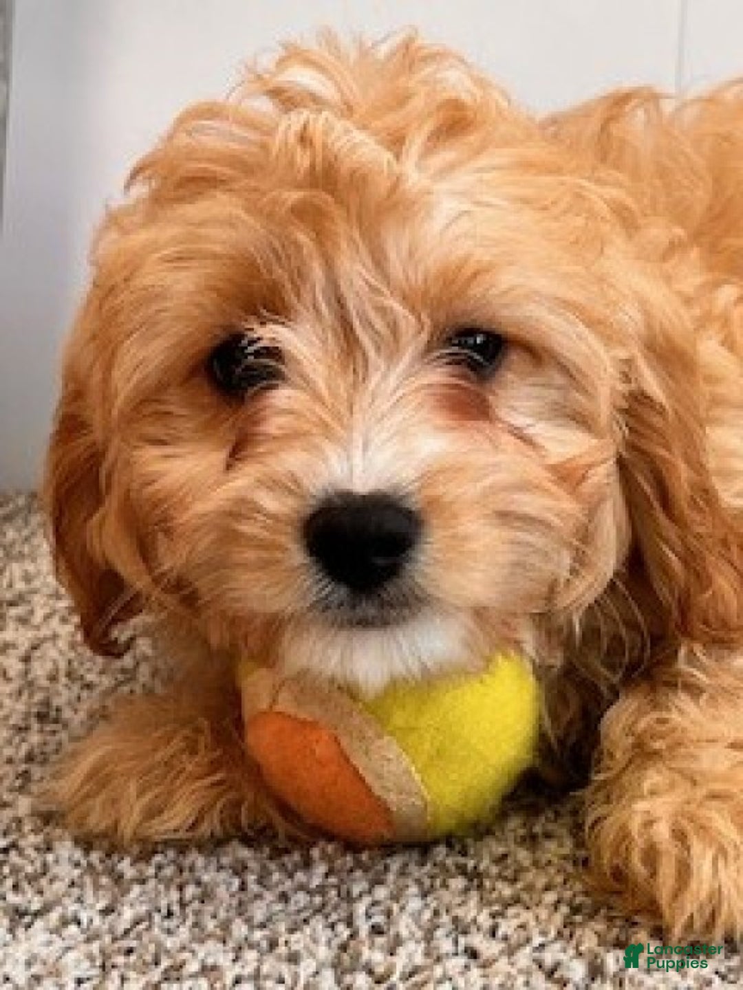 Cavapoo dogs for sale: Amos - Ad 4