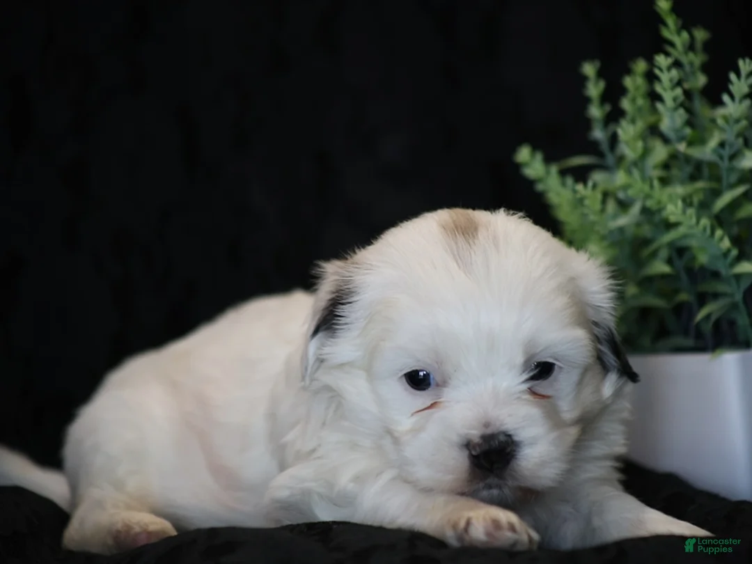 Mixed Breed dogs for sale: Shane - Ad 5