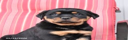 Rottweiler dogs for sale: Scout - Ad 3