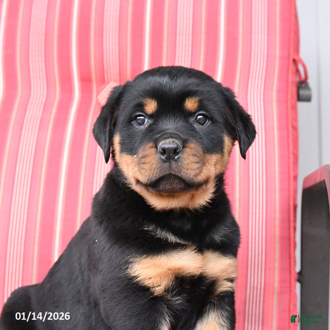 Rottweiler dogs for sale: Scout - Ad 3