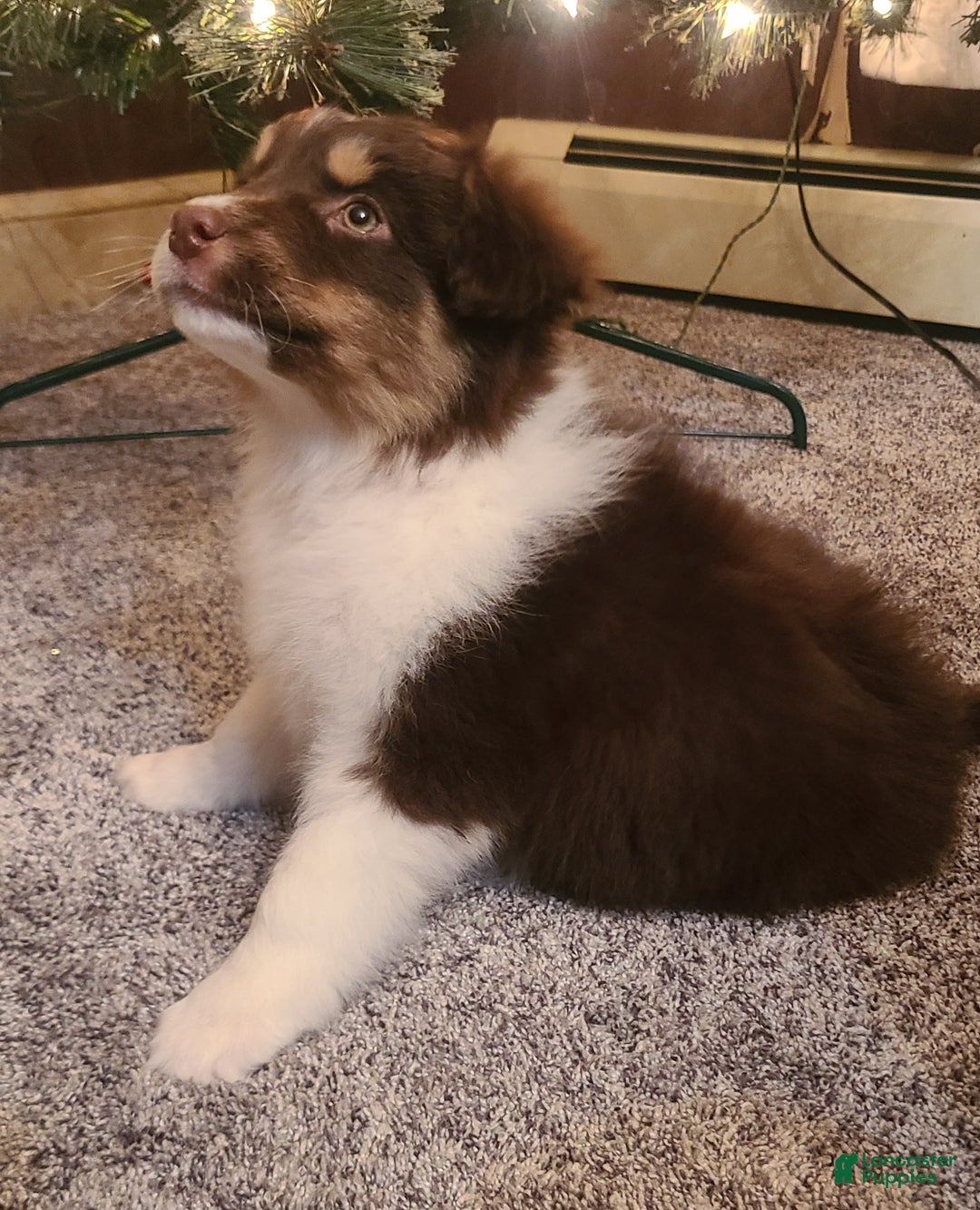 Aussiedoodle dogs for sale: Aussiedoodle Puppy 4 - Ad 1