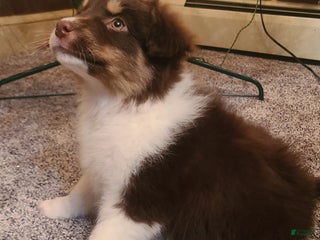 Aussiedoodle dogs Aussiedoodle Puppy 4 - Ad 22