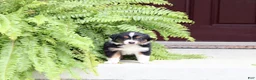 Miniature Australian Shepherd dogs for sale: Autumn - Ad 1