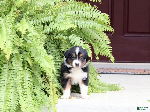 Miniature Australian Shepherd dogs for sale: Autumn - Ad 1