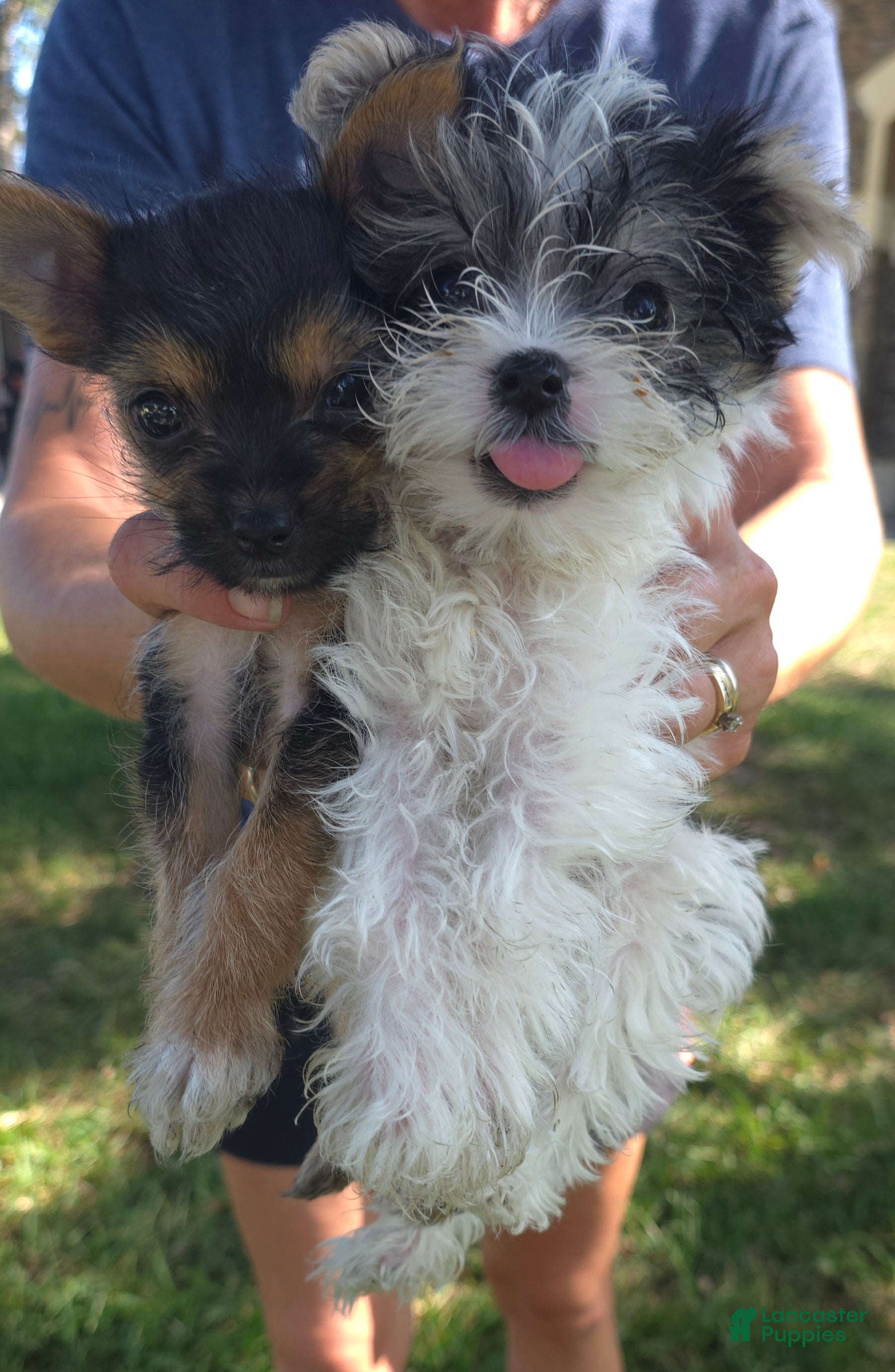 Morkie dogs Morkie Puppy female - Ad 1