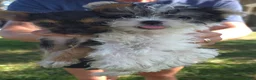 Morkie dogs for sale: Morkie Puppy 2 - Ad 2