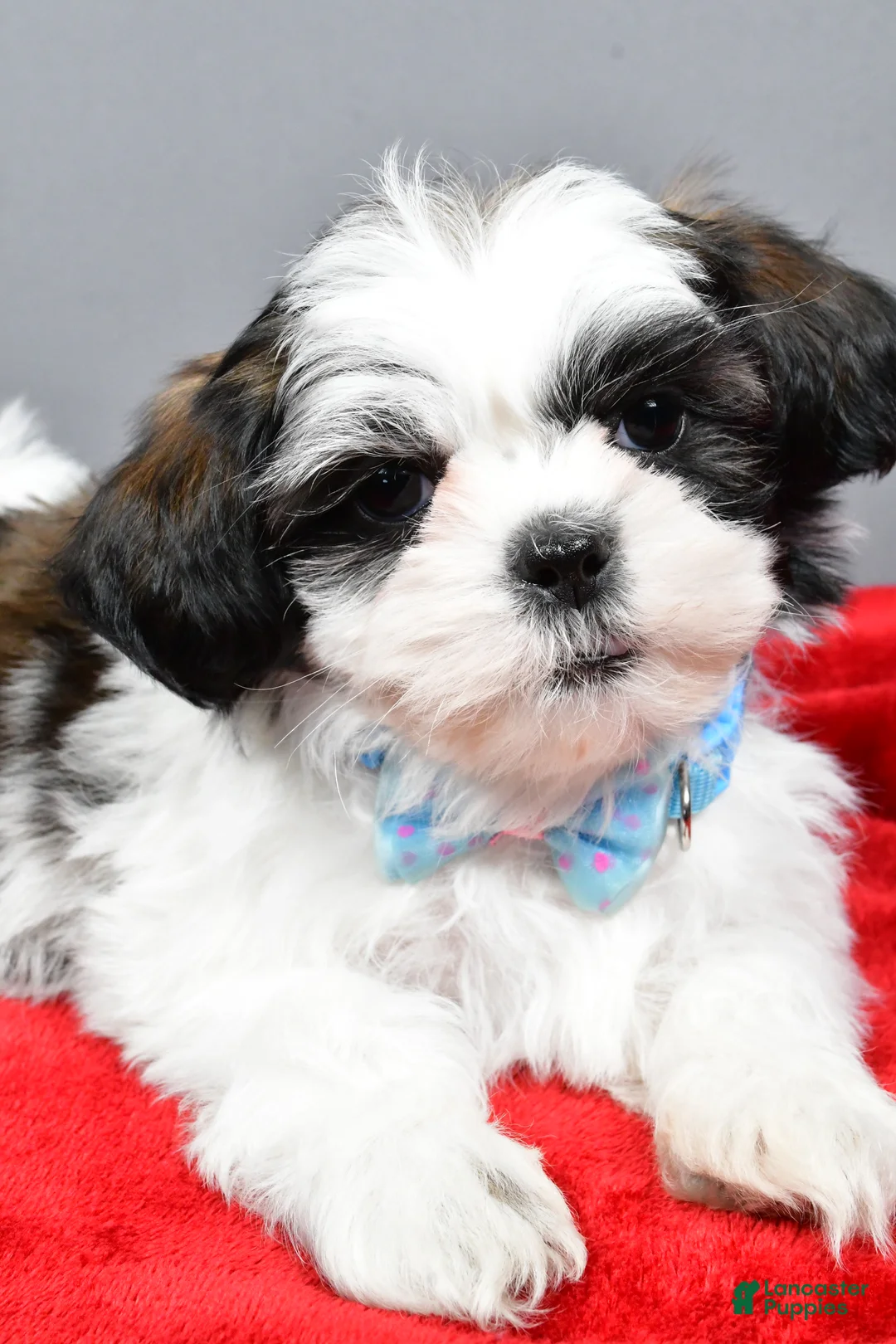 Shih Tzu dogs for sale: Anderson - Ad 5