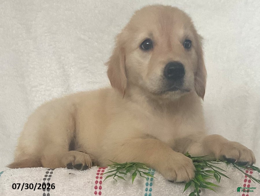 Golden Retriever dogs Lady - Ad 1