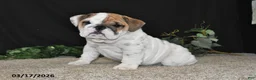 English Bulldog dogs for sale: Ace - Ad 3
