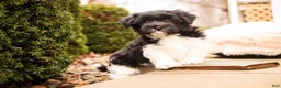 Havanese dogs for sale: Oreo - Ad 3
