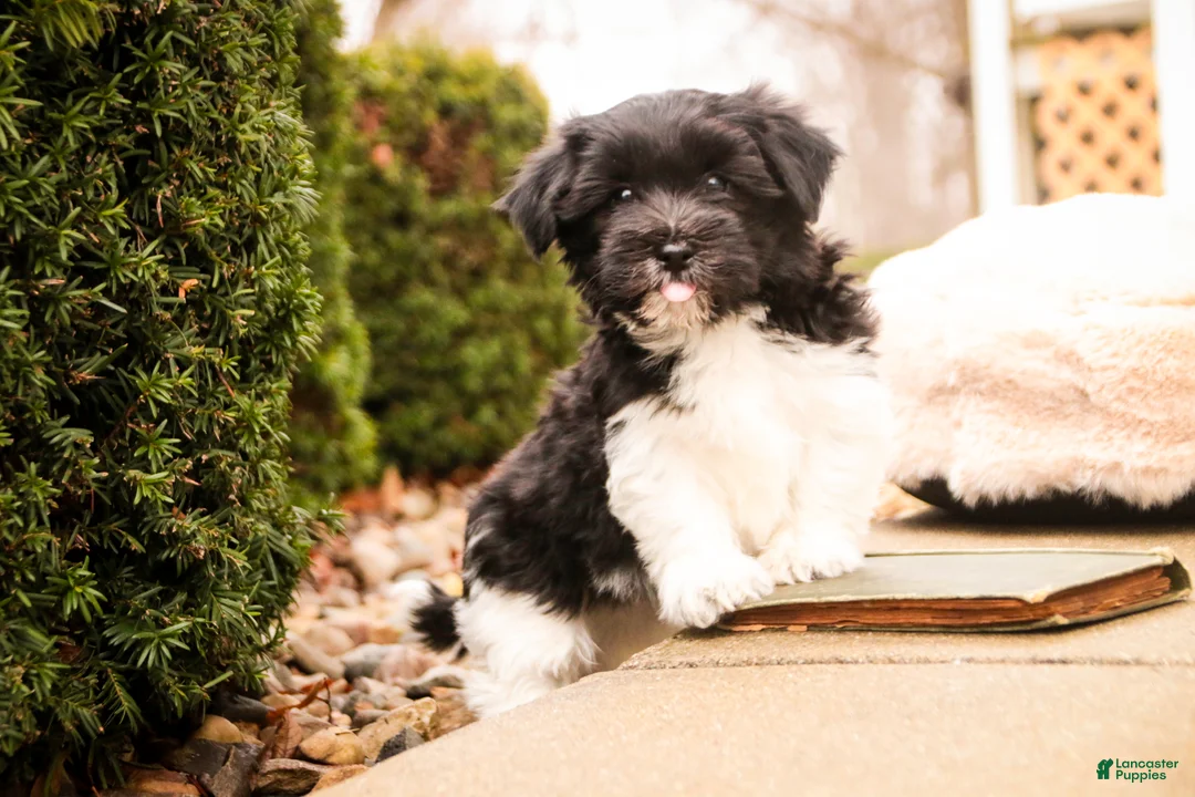 Havanese dogs for sale: Oreo - Ad 3