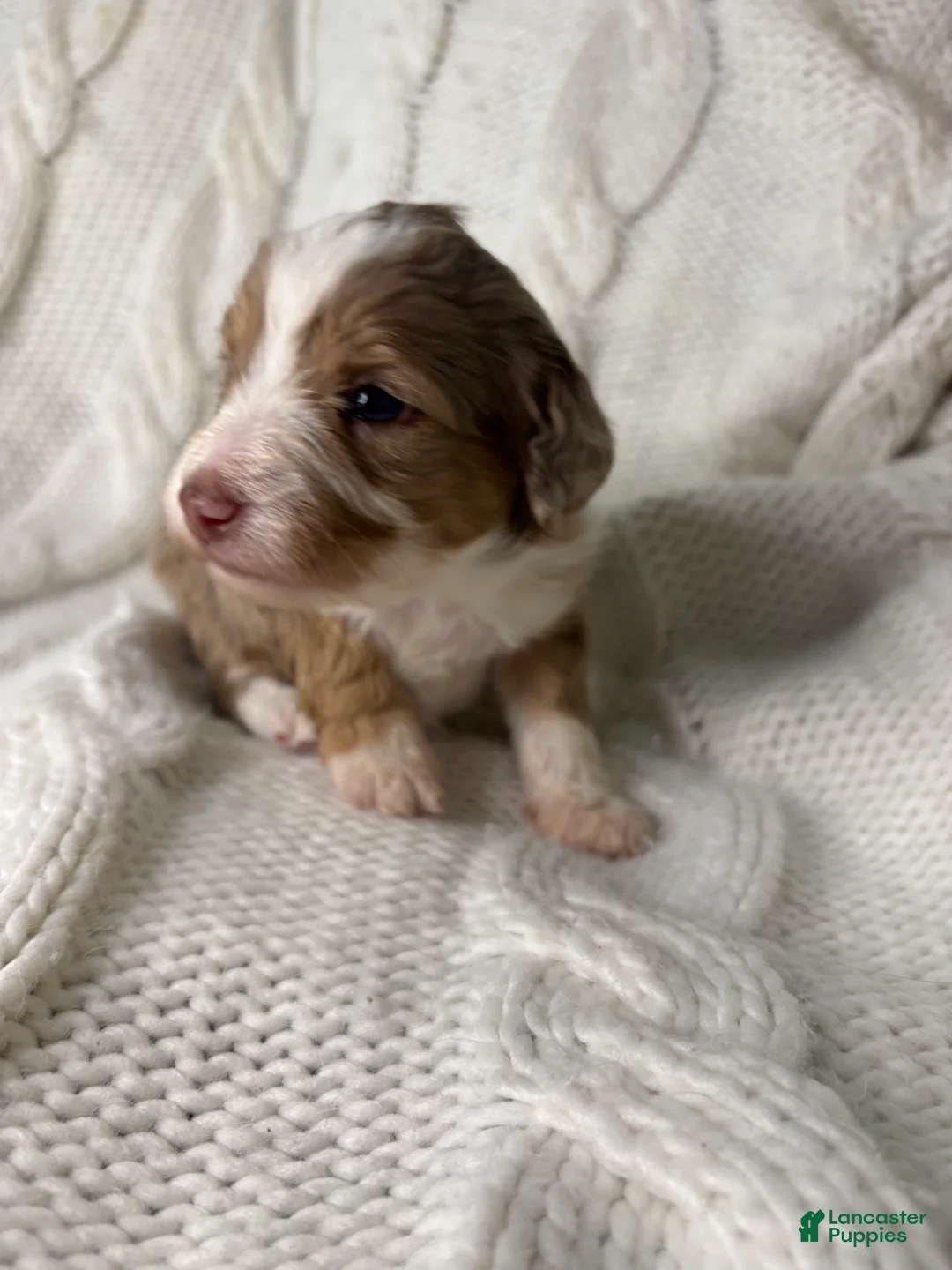 Mini Aussiedoodle dogs for sale: Mini Aussiedoodle Puppy 3 - Ad 8