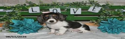 Miniature Dachshund dogs for sale: Jasmine - Ad 4