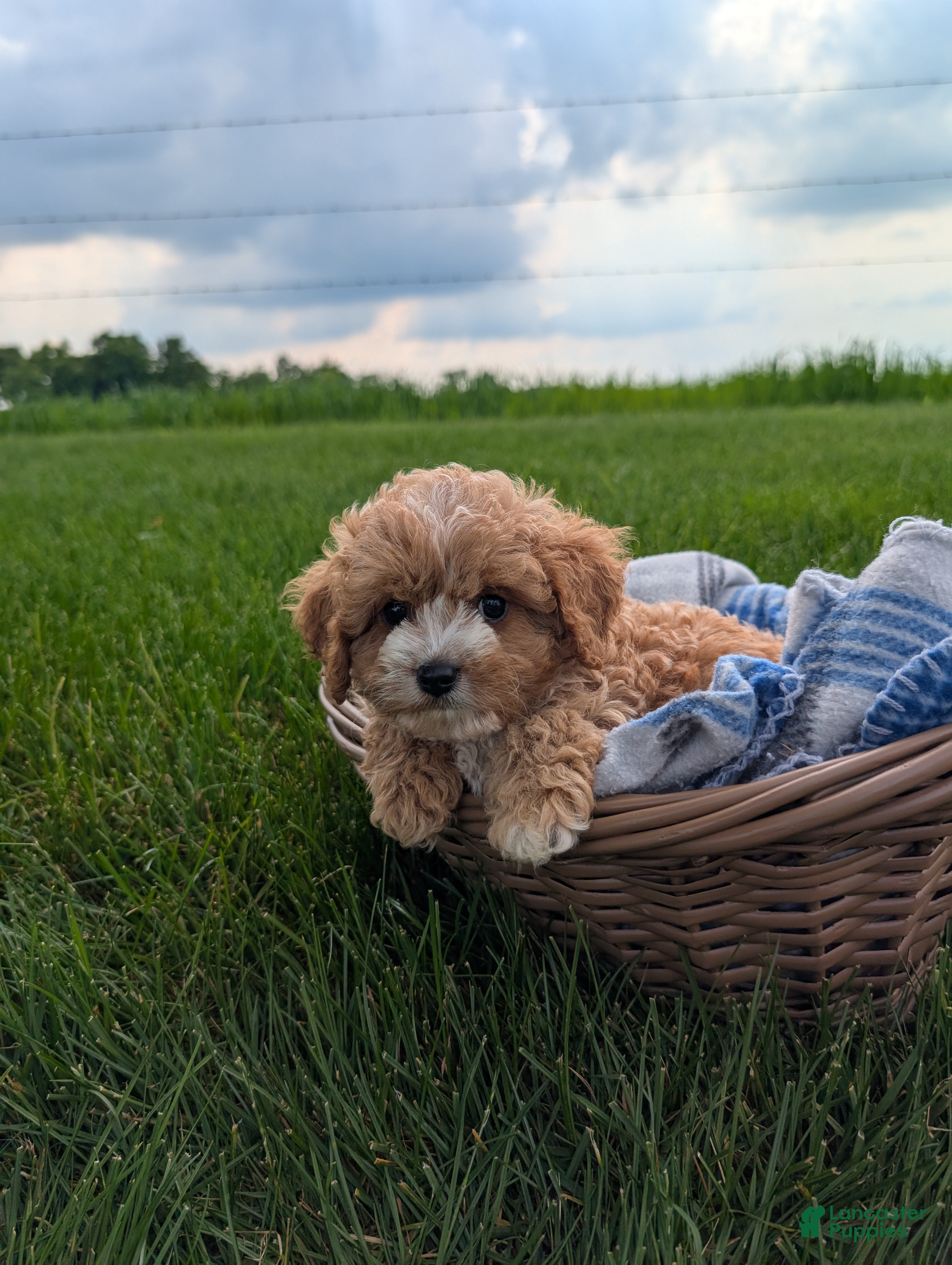 Cavapoo dogs Teddy  - Ad 2