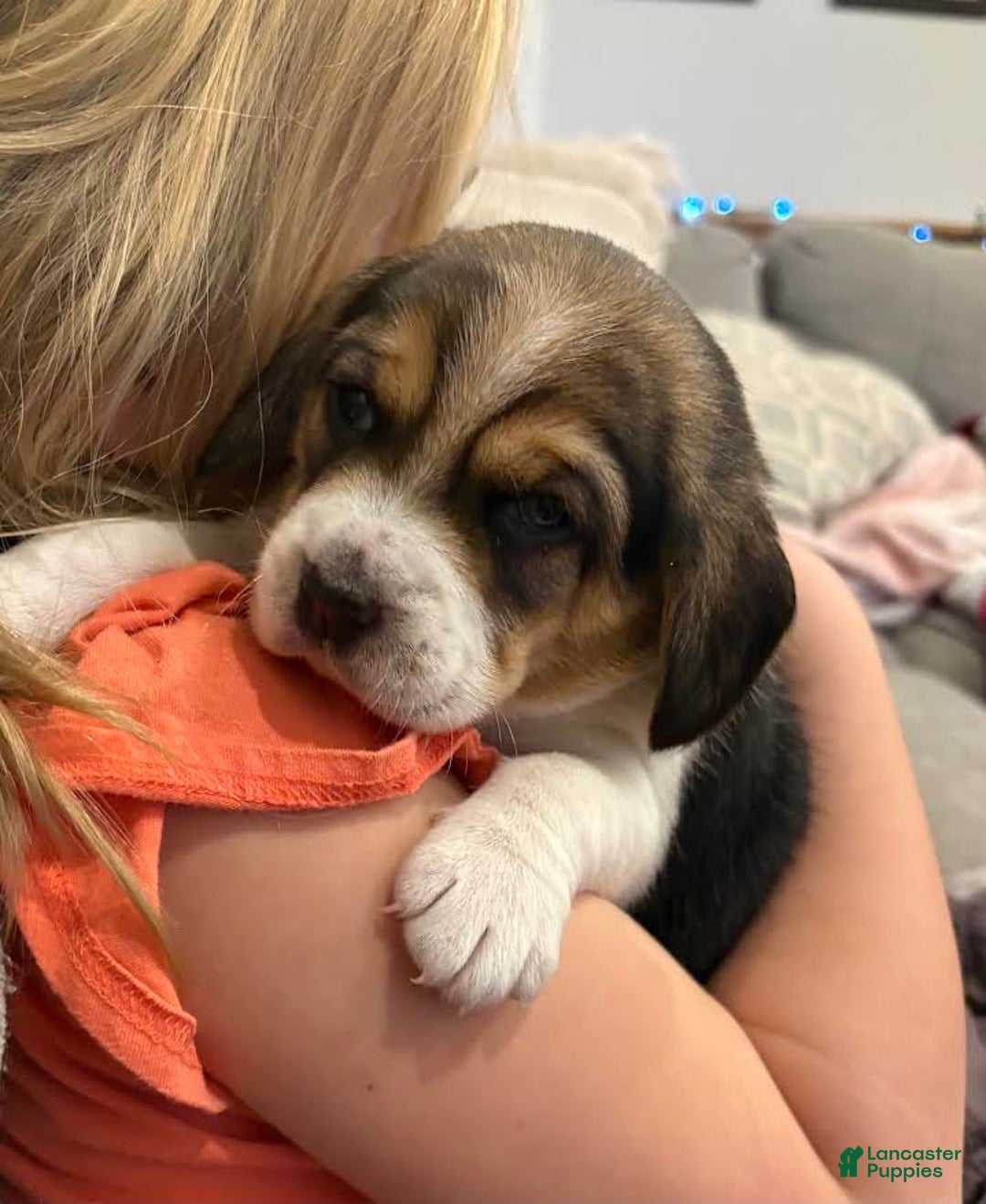 Beagle dogs for sale: Joy - Ad 1