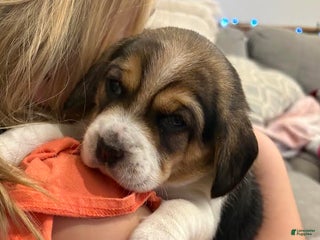 Beagle dogs Joy - Ad 32