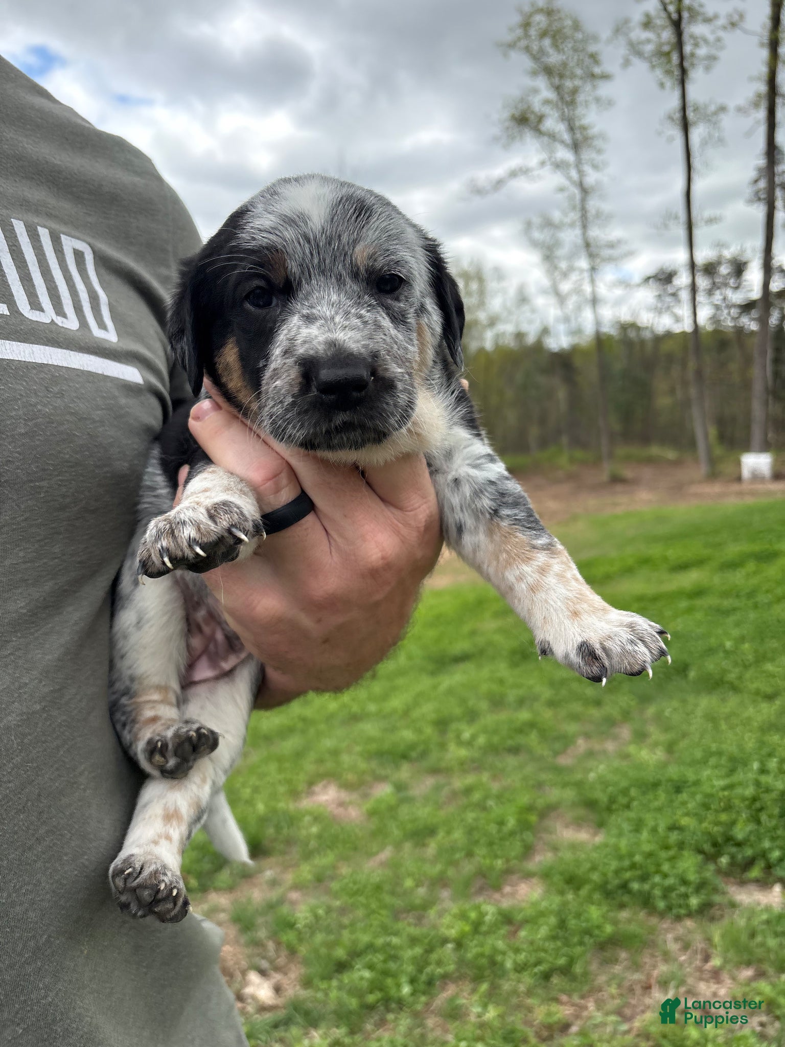 Mixed Breed dogs for sale: Dottie - Ad 3