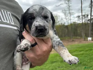 Mixed Breed dogs for sale: Dottie - Ad 3