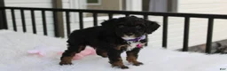 Miniature Poodle dogs for sale: Amber  - Ad 13