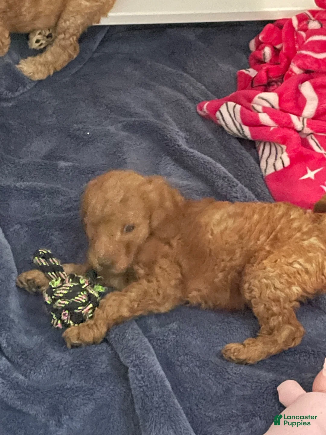 Goldendoodle dogs for sale: Goldendoodle Puppy 4 - Ad 2