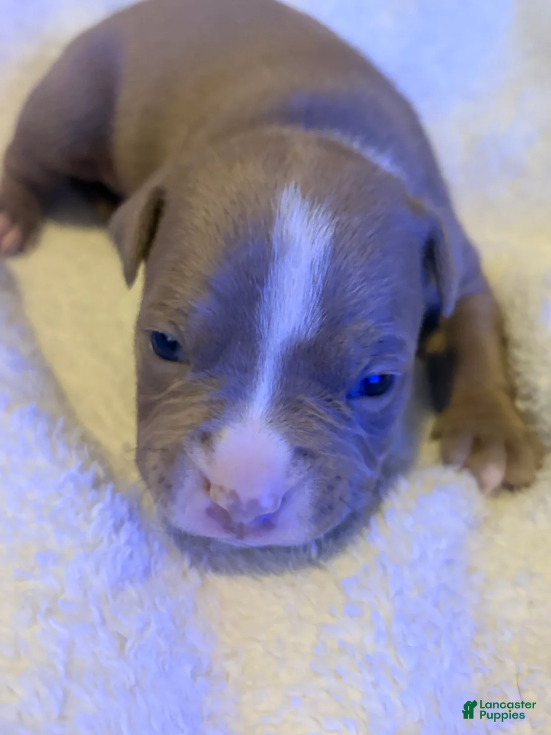 American Pit Bull Terrier dogs for sale: American Pit Bull Terrier Puppy 1 - Ad 1