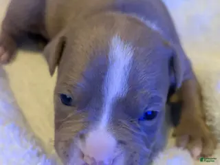 American Pit Bull Terrier dogs American Pit Bull Terrier Puppy 1 - Ad 18