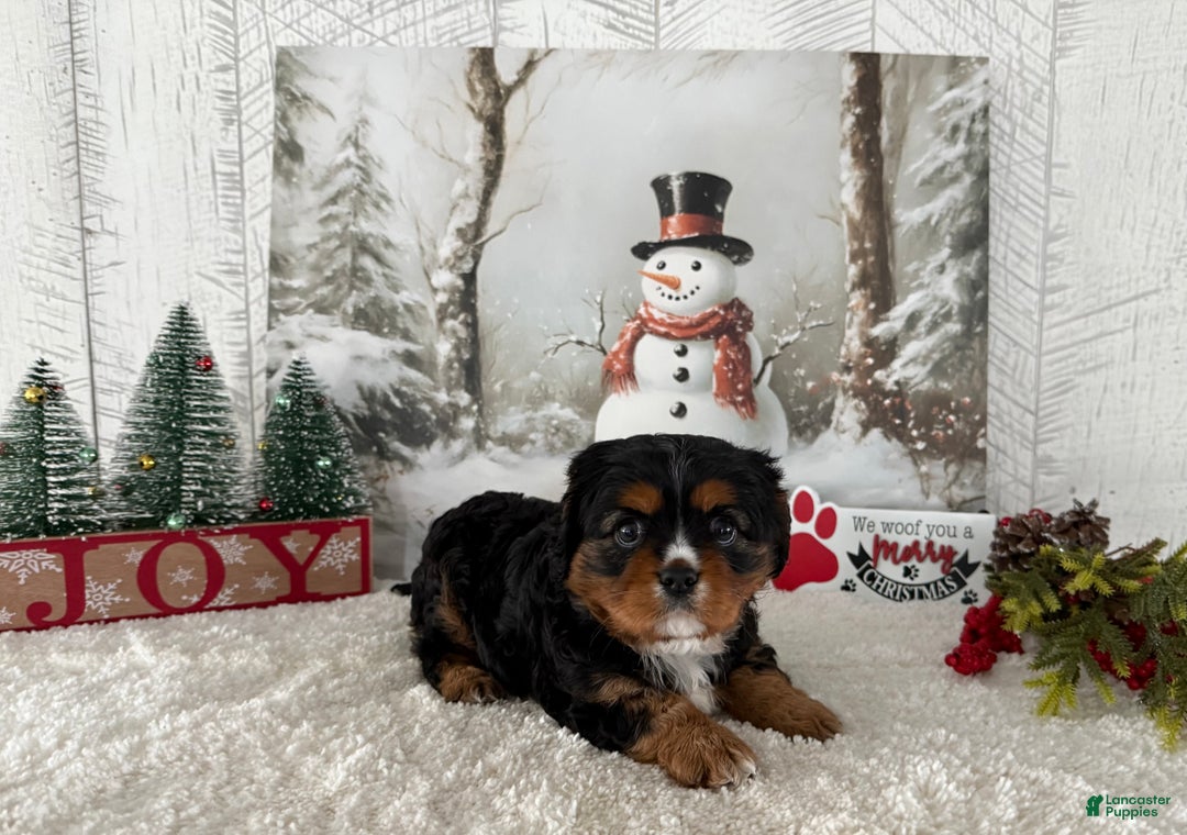 Cavalier King Charles Spaniel dogs for sale: Rudolph - Ad 4