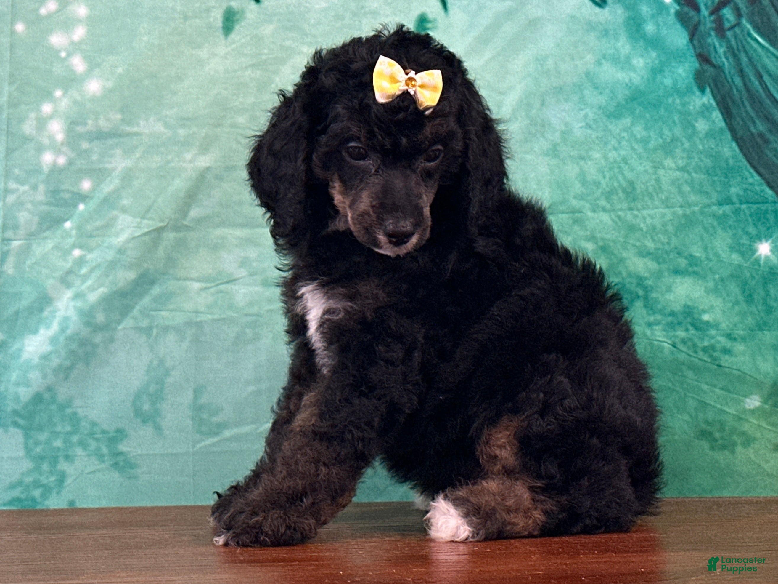 Miniature Poodle dogs Minnie - Ad 2