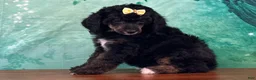 Miniature Poodle dogs for sale: Minnie - Ad 2