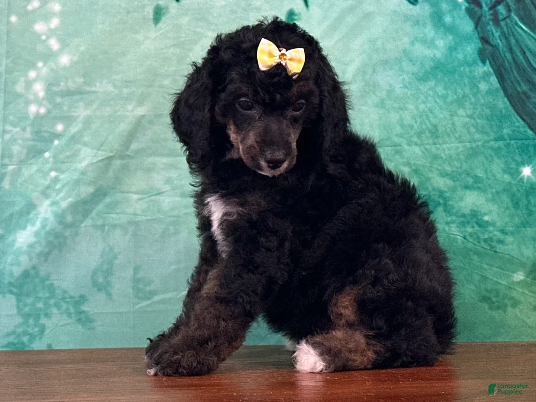Miniature Poodle dogs for sale: Minnie - Ad 2