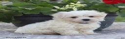 Maltese dogs for sale: Arlene - Ad 10