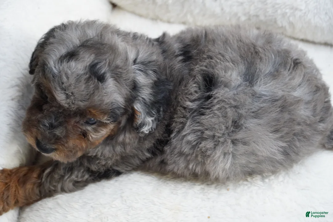 Toy Poodle dogs for sale: Pending - Ad 2