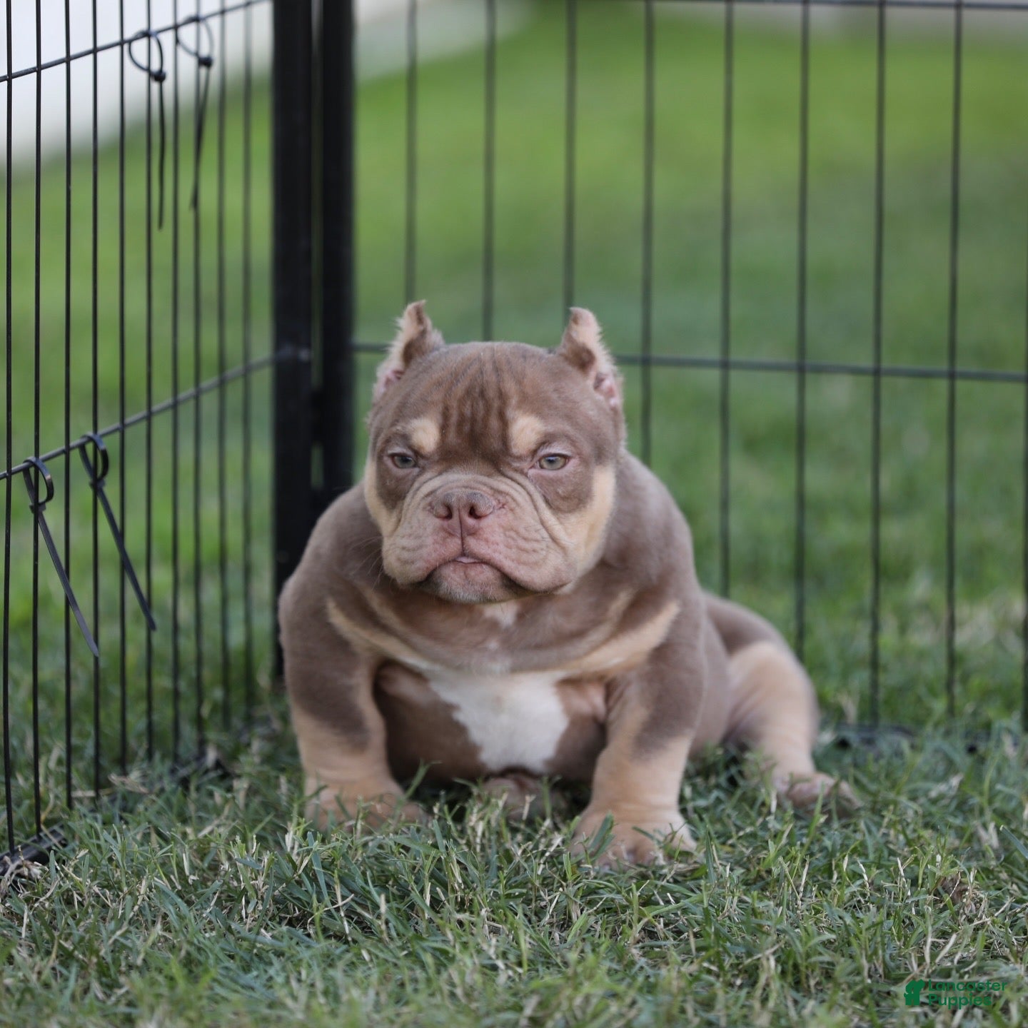 American Bully dogs American Bully Puppy 2 - Ad 7