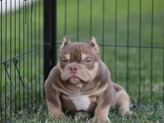 American Bully dogs American Bully Puppy 2 - Ad 5